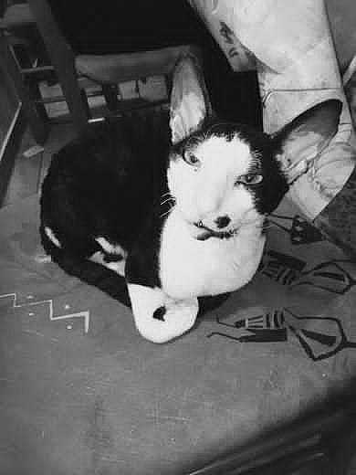 Simba a rejoint le concours — aidez-le/la à gagner de superbes lots ! black, black_and_white, carnivore, cat, cloud, comfort, domestic_short_haired_cat, felidae, fur, grey, human_leg, lap, monochrome, monochrome_photography, paw, photo_caption, small_to_medium_sized_cats, style, tail, whiskers