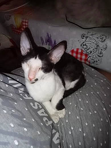 Simba a rejoint le concours — aidez-le/la à gagner de superbes lots ! boston_terrier, canidae, carnivore, cat, comfort, companion_dog, dog_breed, ear, fawn, felidae, fur, grey, non_sporting_group, paw, puppy, small_to_medium_sized_cats, sporting_group, tail, toy_dog, whiskers