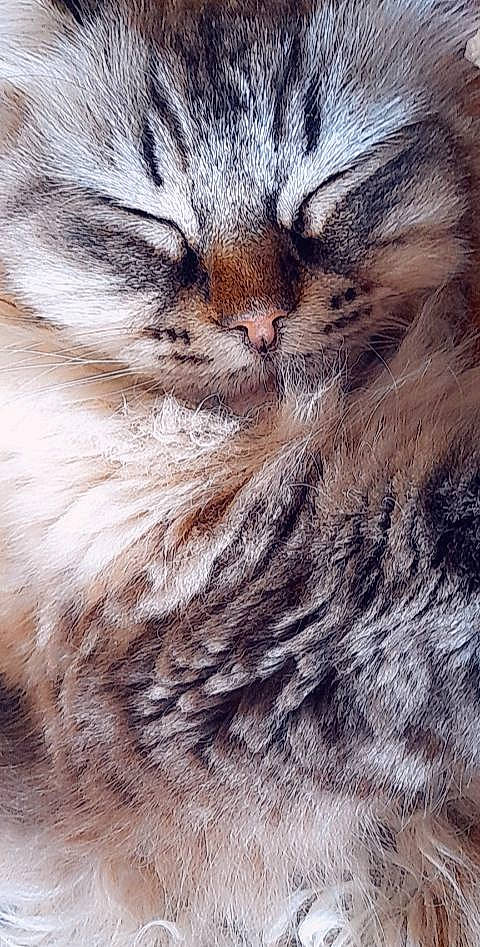 Isidore a rejoint le concours — aidez-le/la à gagner de superbes lots ! carnivore, cat, claw, domestic_short_haired_cat, felidae, fur, paw, plant, small_to_medium_sized_cats, snout, tail, terrestrial_animal, tree, whiskers