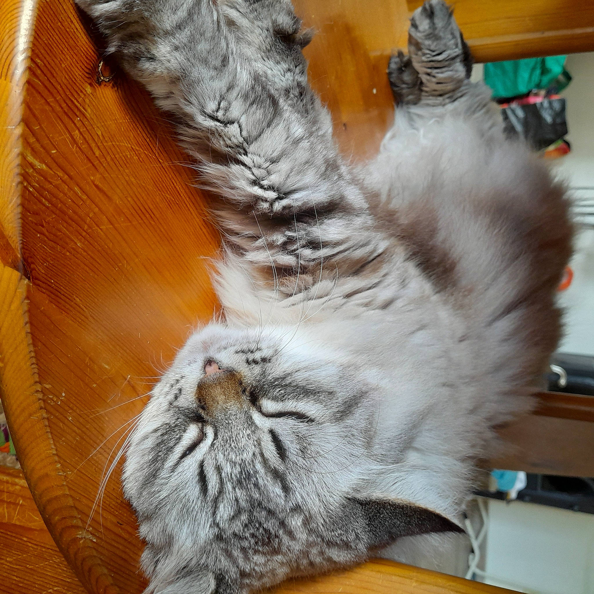 Isidore a rejoint le concours — aidez-le/la à gagner de superbes lots ! carnivore, cat, claw, comfort, domestic_short_haired_cat, fawn, felidae, flooring, fur, grey, hardwood, human_leg, nap, paw, plant, small_to_medium_sized_cats, snout, tail, whiskers, wood