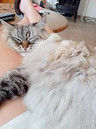 Isidore a rejoint le concours — aidez-le/la à gagner de superbes lots ! bed, british_longhair, cabinetry, carnivore, cat, claw, comfort, domestic_short_haired_cat, drawer, felidae, flooring, fur, hardwood, nap, paw, small_to_medium_sized_cats, tail, whiskers, wood
