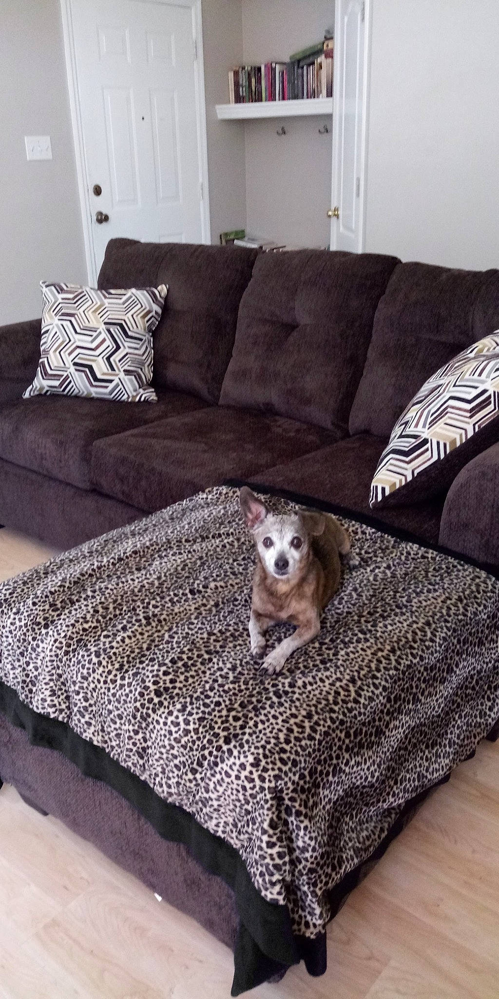 Buddy Ray joined the competition — help win amazing prizes! carnivore, comfort, companion_dog, couch, dog, dog_breed, fawn, floor, flooring, furniture, grey, hardwood, interior_design, living_room, pillow, studio_couch, table, textile, white, wood