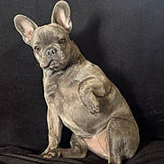 Mia participe au concours pour gagner de l'argent avec cette photo : animal, black_couch, canine, companion, curious, cute, dog, domestic_animal, ears_up, french_bulldog, friendly, fur, indoor, looking_at_camera, paw_raised, pet, portrait, puppy, sitting, young