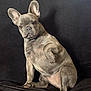 animal, black_couch, canine, companion, curious, cute, dog, domestic_animal, ears_up, french_bulldog, friendly, fur, indoor, looking_at_camera, paw_raised, pet, portrait, puppy, sitting, young