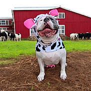 Mila joined the competition — help win amazing prizes! animal, barn, canine, costume, cow_pattern, cows, dog, farm, field, grass, happy, muzzle, nature, outdoor, pet, pink_ears, playful, rural, smiling, tongue_out