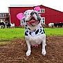 animal, barn, canine, costume, cow_pattern, cows, dog, farm, field, grass, happy, muzzle, nature, outdoor, pet, pink_ears, playful, rural, smiling, tongue_out
