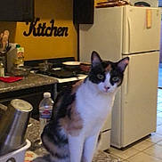 Manchas is registered to the contest to win money with this photo: cat, calico_cat, pet, kitchen, countertop, refrigerator, fridge, stove, cabinets, tile_floor, bowl, water_bottle, dishrack, utensils, wall_sign, indoor, sitting, looking_at_camera, counter_mat, appliance