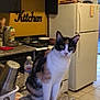 cat, calico_cat, pet, kitchen, countertop, refrigerator, fridge, stove, cabinets, tile_floor, bowl, water_bottle, dishrack, utensils, wall_sign, indoor, sitting, looking_at_camera, counter_mat, appliance