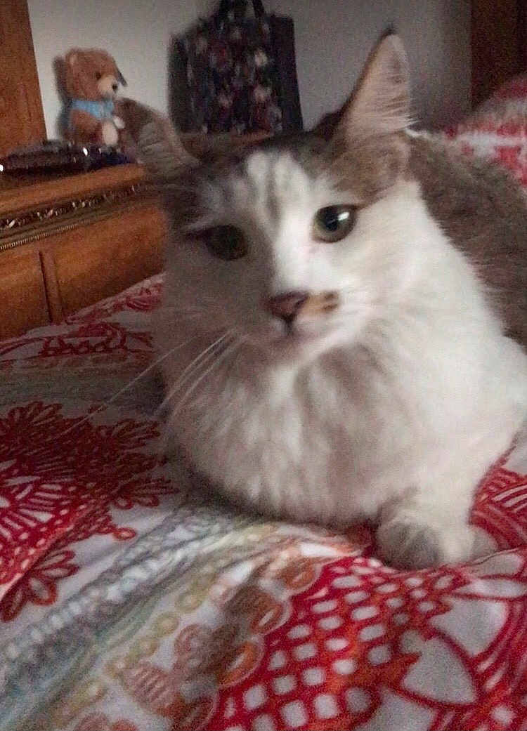 Nino is registered to the contest to win money with this photo: cat, feline, pet, indoor, bed, blanket, fur, close_up, portrait, whiskers, eyes, paw, stuffed_toy, dresser, bedroom, furniture, patterned_bedding, cozy, sleepy, domestic