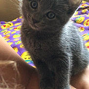 Baby is registered to the contest to win money with this photo: kitten, cat, gray_cat, pet, fur, close_up, big_eyes, whiskers, ears, paws, lap, human_leg, blanket, emoji_blanket, purple_blanket, colorful, indoor, portrait, cute, cozy