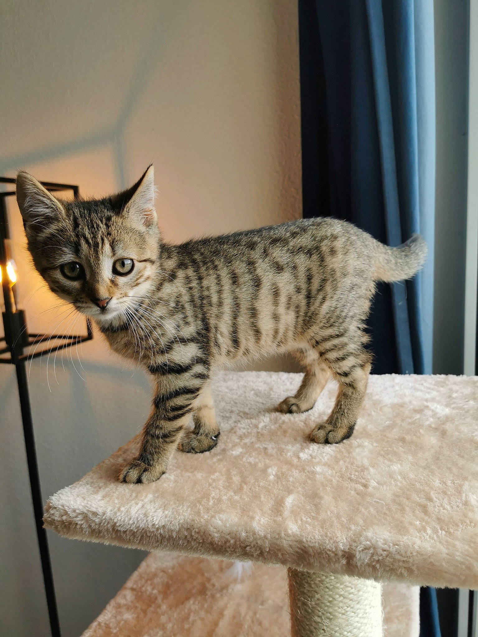 Salsa a rejoint le concours — aidez-le/la à gagner de superbes lots ! art, carnivore, cat, cat_supply, curtain, domestic_short_haired_cat, felidae, fur, small_to_medium_sized_cats, snout, tail, terrestrial_animal, whiskers, window, wood