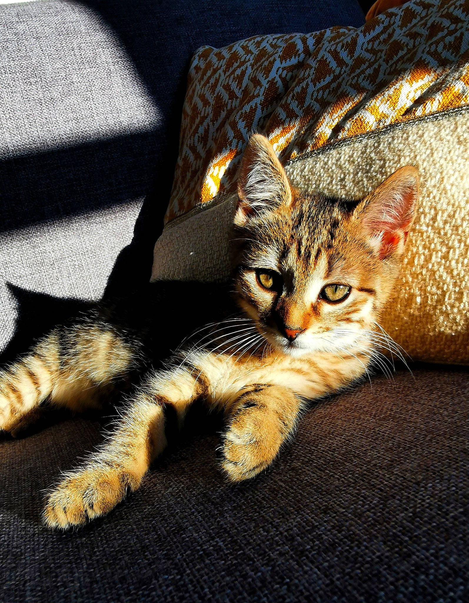 Salsa a rejoint le concours — aidez-le/la à gagner de superbes lots ! carnivore, cat, claw, comfort, couch, domestic_short_haired_cat, fawn, felidae, foot, fur, human_leg, linens, nap, paw, sleep, small_to_medium_sized_cats, snout, tail, terrestrial_animal, whiskers