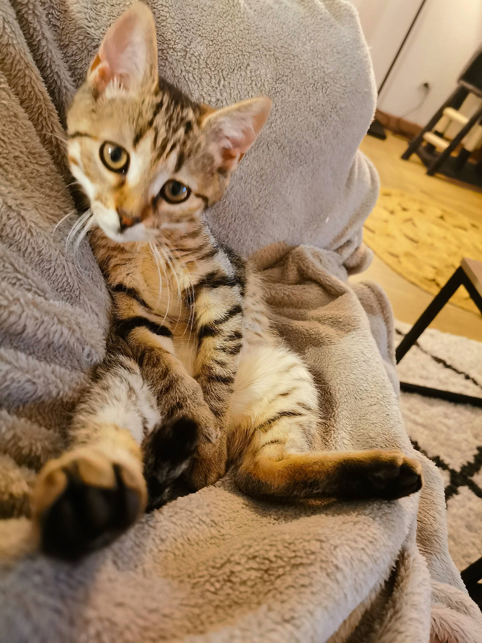 Salsa a rejoint le concours — aidez-le/la à gagner de superbes lots ! carnivore, cat, chair, claw, comfort, domestic_short_haired_cat, felidae, foot, fur, linens, nap, paw, sitting, small_to_medium_sized_cats, snout, tail, terrestrial_animal, whiskers, wildlife, wood