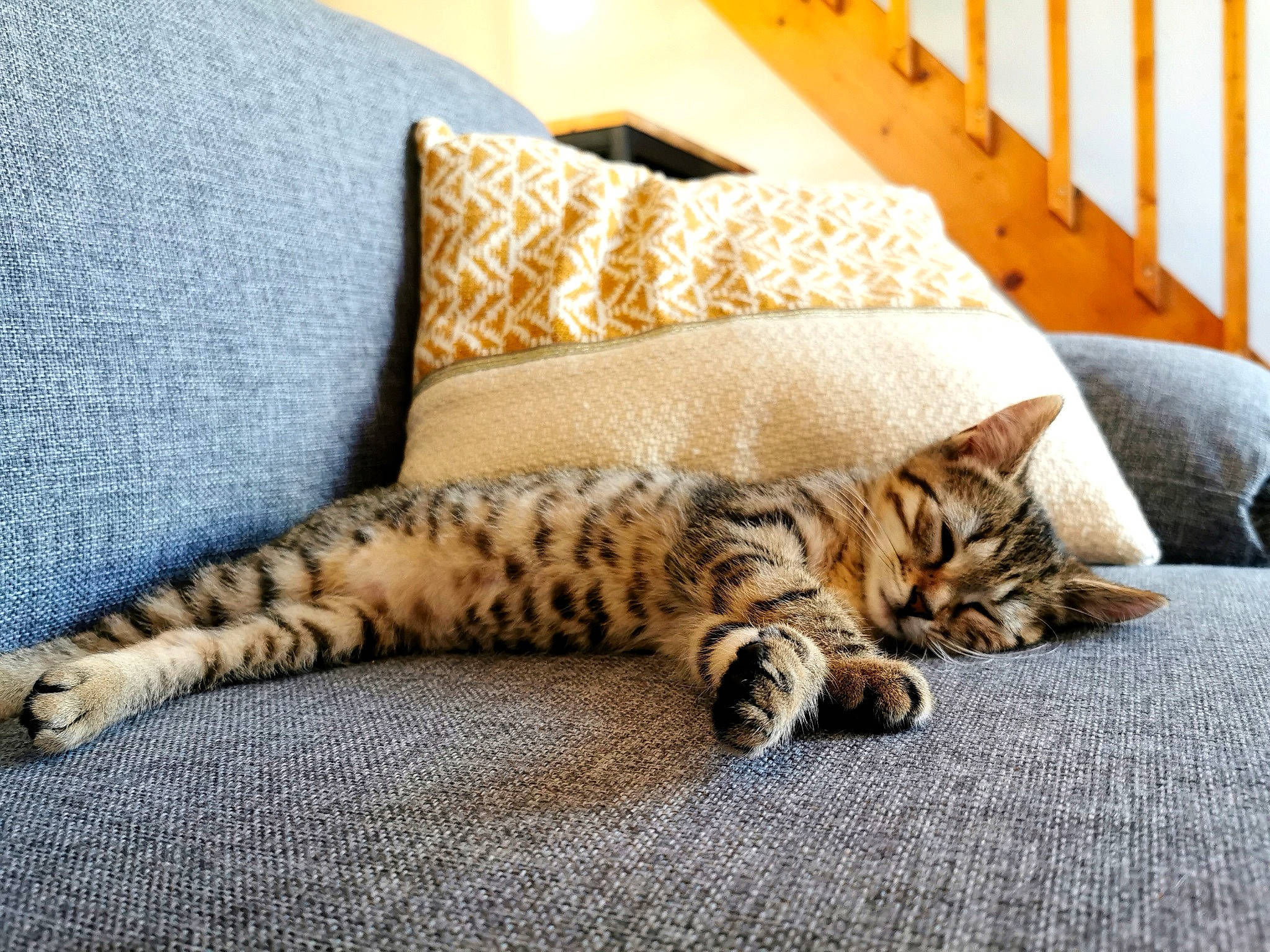 Salsa participe au concours pour gagner de l'argent avec cette photo : carnivore, cat, comfort, couch, domestic_short_haired_cat, fawn, felidae, flooring, fur, hardwood, linens, paw, pillow, room, small_to_medium_sized_cats, snout, tail, terrestrial_animal, whiskers, wood