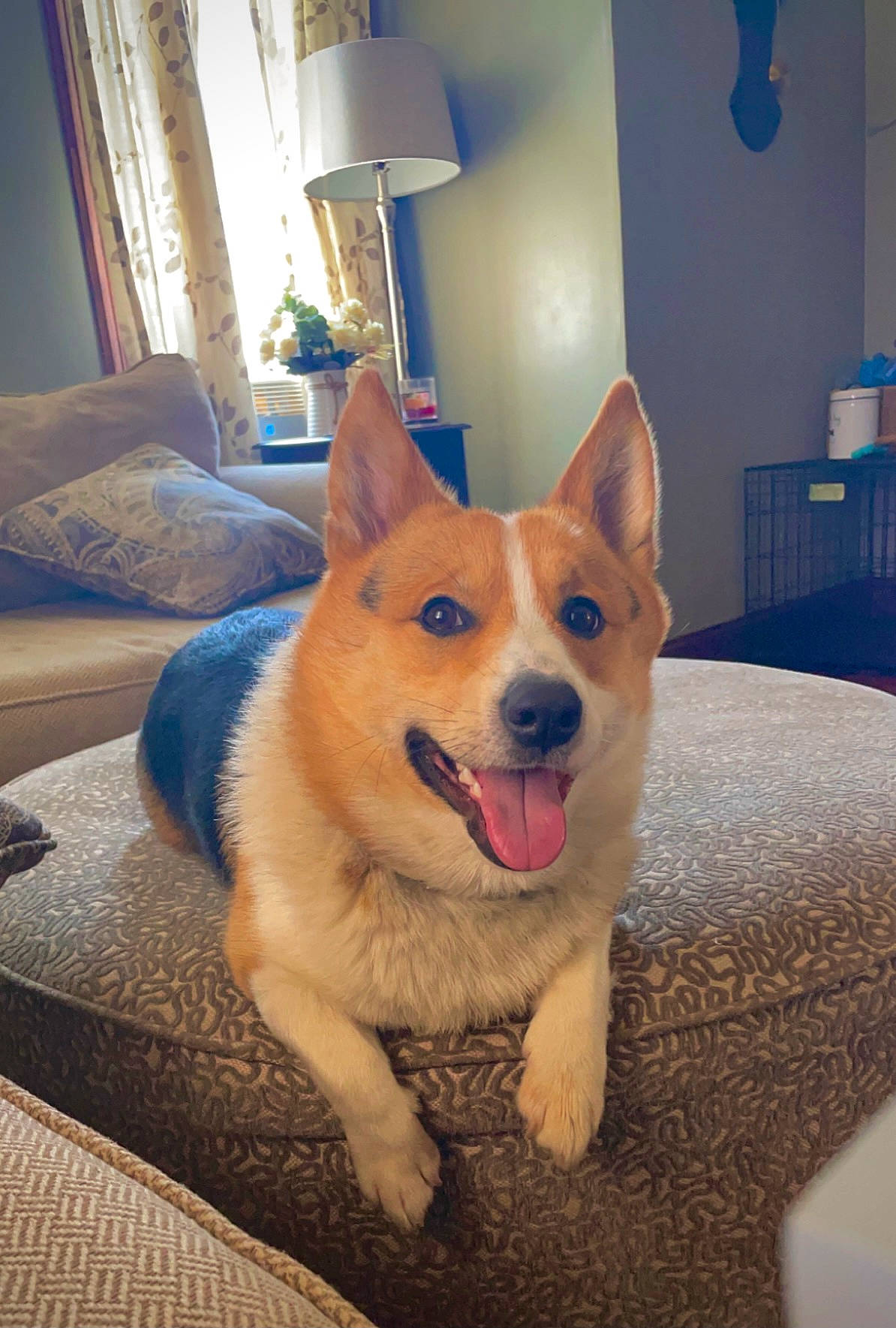 Bluey is registered to the contest to win money with this photo: carnivore, comfort, companion_dog, curtain, dog, dog_breed, door, eye, fawn, floor, flooring, fur, interior_design, lamp, paw, snout, table, tail, whiskers, window