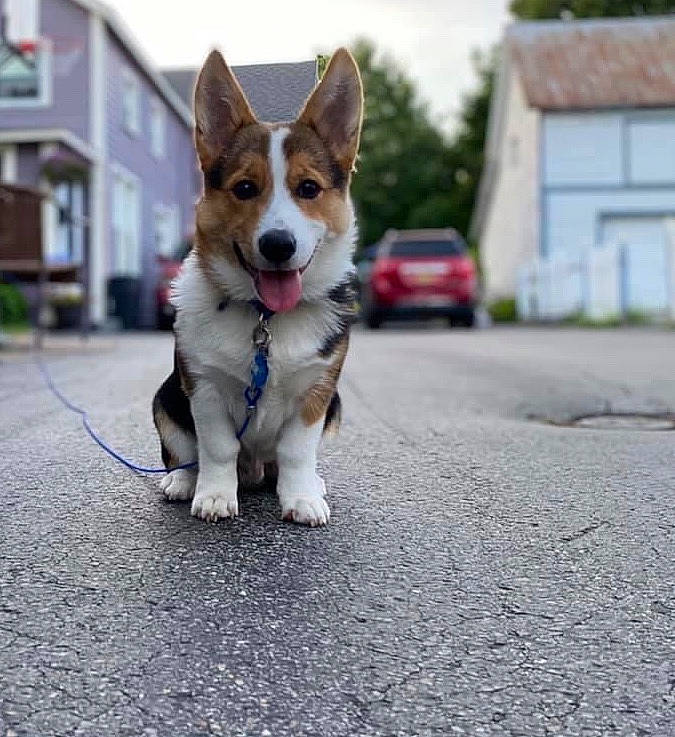 Bluey joined the competition — help win amazing prizes! asphalt, car, carnivore, collar, companion_dog, dog, dog_breed, plant, road, road_surface, sidewalk, sky, snout, street_dog, tail, tire, vehicle, wheel, whiskers, window