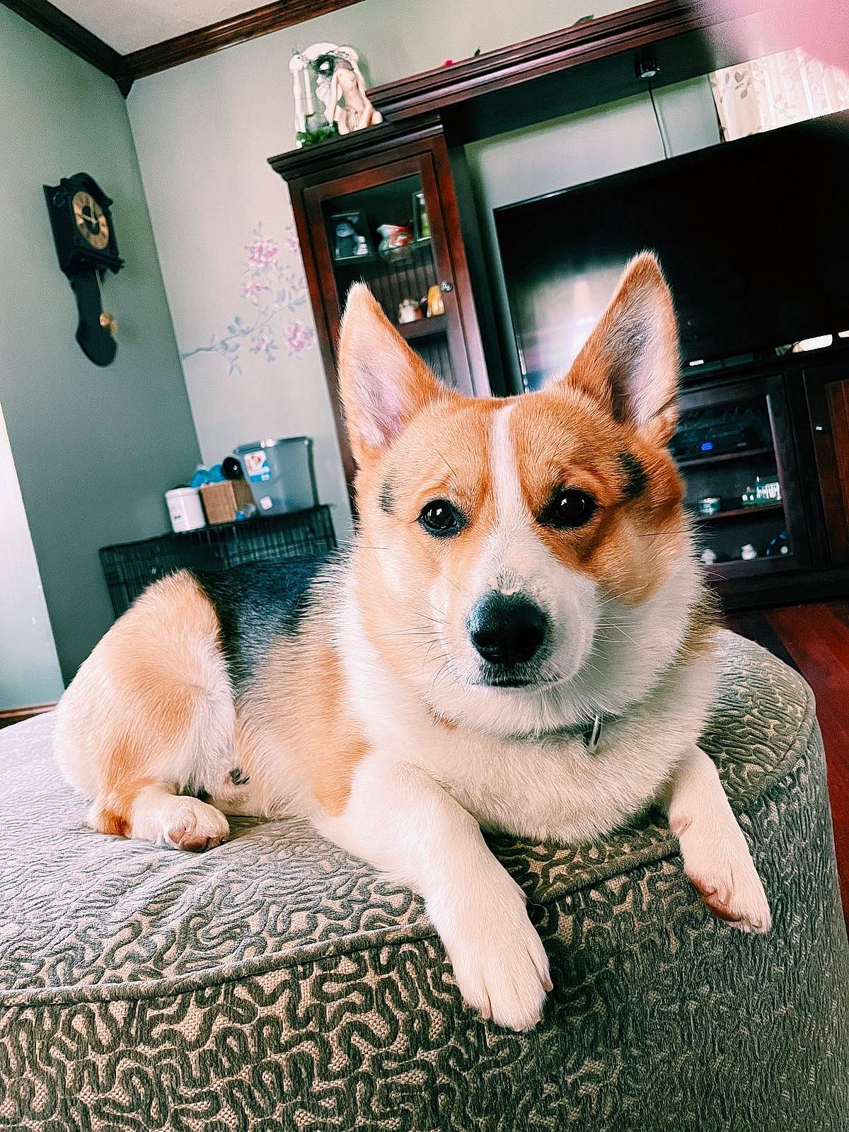 Bluey is registered to the contest to win money with this photo: canidae, carnivore, comfort, companion_dog, dog, dog_breed, door, fawn, flooring, fur, herding_dog, picture_frame, snout, sporting_group, tail, terrestrial_animal, whiskers, window, working_animal, working_dog