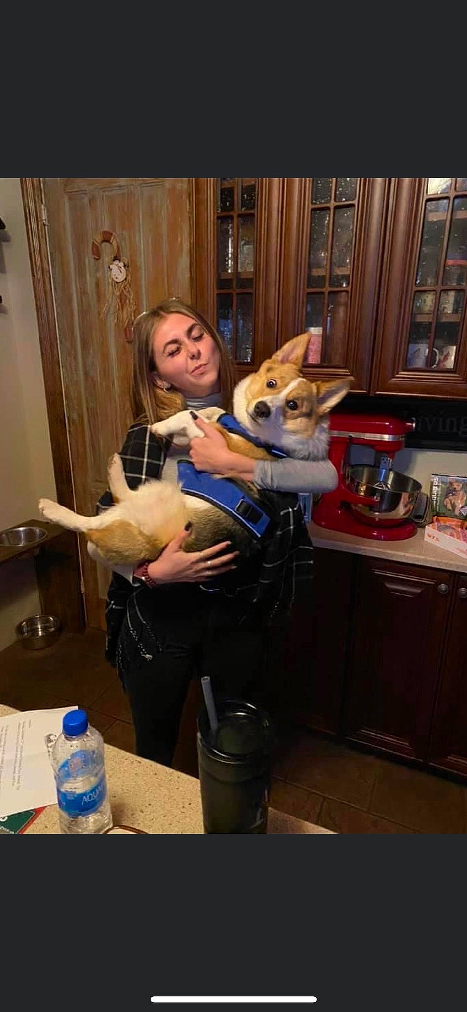 Bluey joined the competition — help win amazing prizes! bottle, cabinetry, carnivore, companion_dog, curtain, dog, dog_breed, drinking_water, event, fawn, fun, fur, picture_frame, plastic_bottle, room, sitting, sporting_group, stuffed_toy, toy, water_bottle