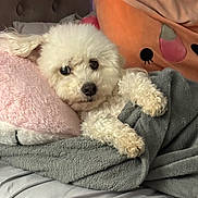 Estrella is registered to the contest to win money with this photo: dog, white_dog, fluffy, bed, blanket, pillow, plush_toy, indoor, cozy, pet, cute, relaxed, snuggling, fur, canine, sleepy, comfort, resting, soft, home