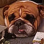 Mori joined the competition — help win amazing prizes! animal, boxer, bulldog, canine, dog, frenchbulldog, hound, pet, pitbull, pug, puppy