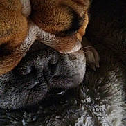 Mori joined the competition — help win amazing prizes! animal, bostonbull, boxer, bulldog, canine, dog, frenchbulldog, hound, person, pet, pitbull, pug, puppy, saintbernard, sleeping, snout