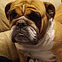 Mori joined the competition — help win amazing prizes! animal, boxer, bulldog, canine, dog, frenchbulldog, pet, pitbull, pug, puppy