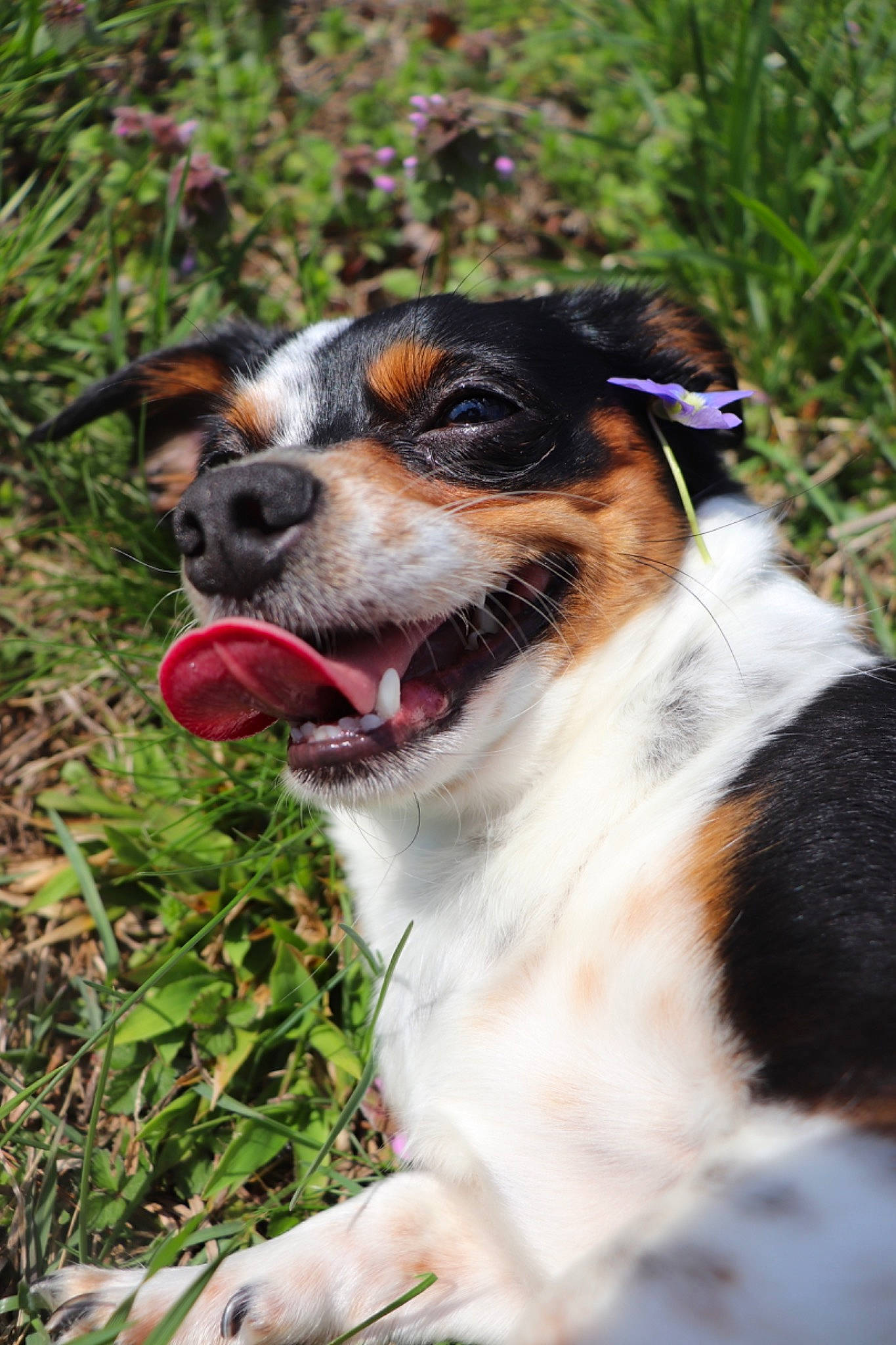 Judy is registered to the contest to win money with this photo: carnivore, collar, companion_dog, dog, dog_breed, grass, plant, snout, terrestrial_animal, terrier, whiskers, working_animal, working_dog