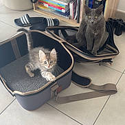 Yoko Et Köda a rejoint le concours — aidez-le/la à gagner de superbes lots ! cat, kitten, gray_cat, pet, indoor, floor, bag, bookcase, books, slippers, tile_floor, curious, sitting, playful, furniture, household, domestic, cute, animal, young
