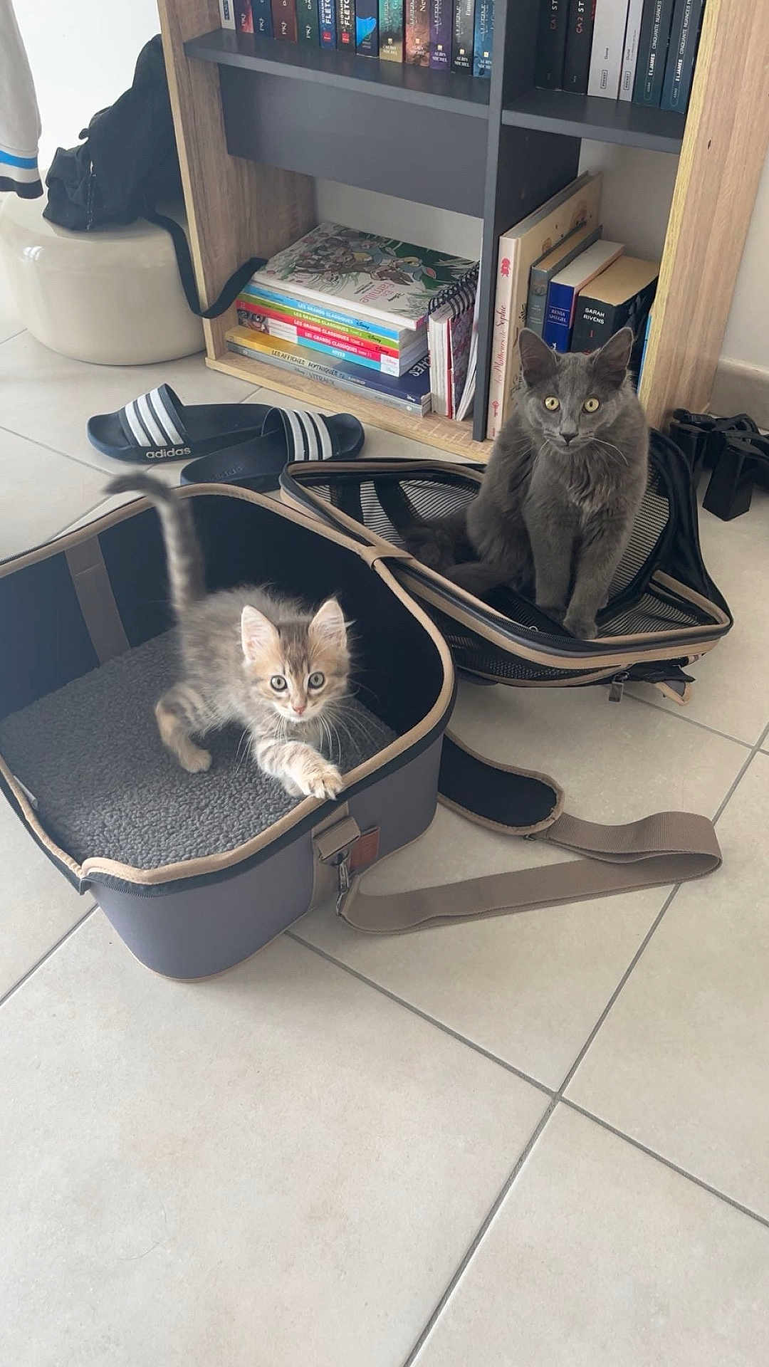 Yoko Et Köda a rejoint le concours — aidez-le/la à gagner de superbes lots ! cat, kitten, gray_cat, pet, indoor, floor, bag, bookcase, books, slippers, tile_floor, curious, sitting, playful, furniture, household, domestic, cute, animal, young