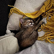 June a rejoint le concours — aidez-le/la à gagner de superbes lots ! cat, kitten, sleeping, blanket, cushion, cozy, indoor, fur, whiskers, nap, resting, soft, fringe, comfort, pet, cute, relaxation, feline, domestic_animal, warm