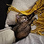 cat, kitten, sleeping, blanket, cushion, cozy, indoor, fur, whiskers, nap, resting, soft, fringe, comfort, pet, cute, relaxation, feline, domestic_animal, warm