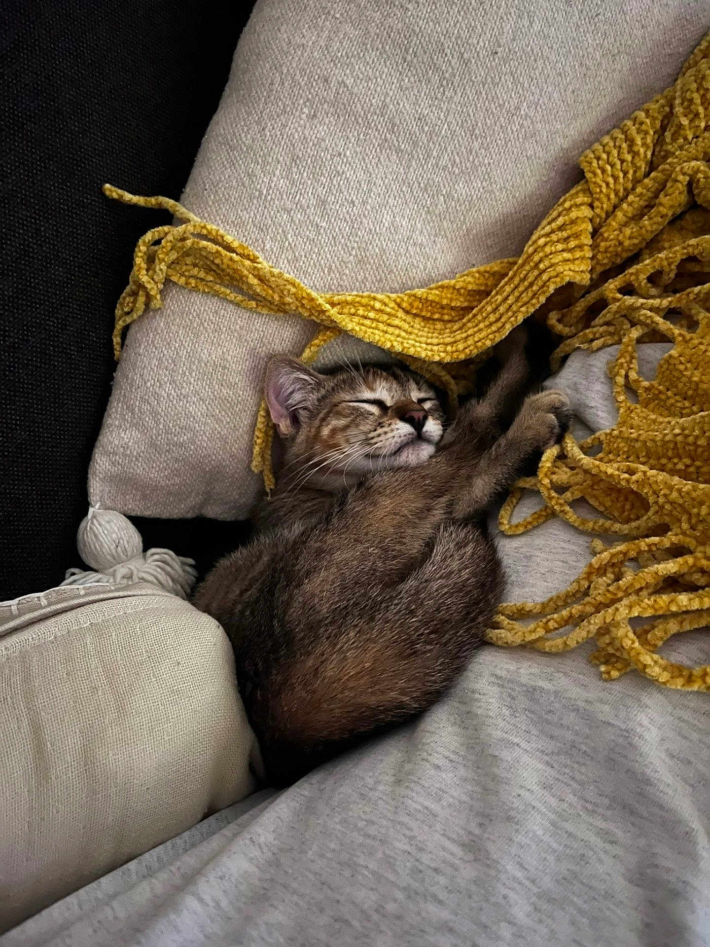 June a rejoint le concours — aidez-le/la à gagner de superbes lots ! cat, kitten, sleeping, blanket, cushion, cozy, indoor, fur, whiskers, nap, resting, soft, fringe, comfort, pet, cute, relaxation, feline, domestic_animal, warm