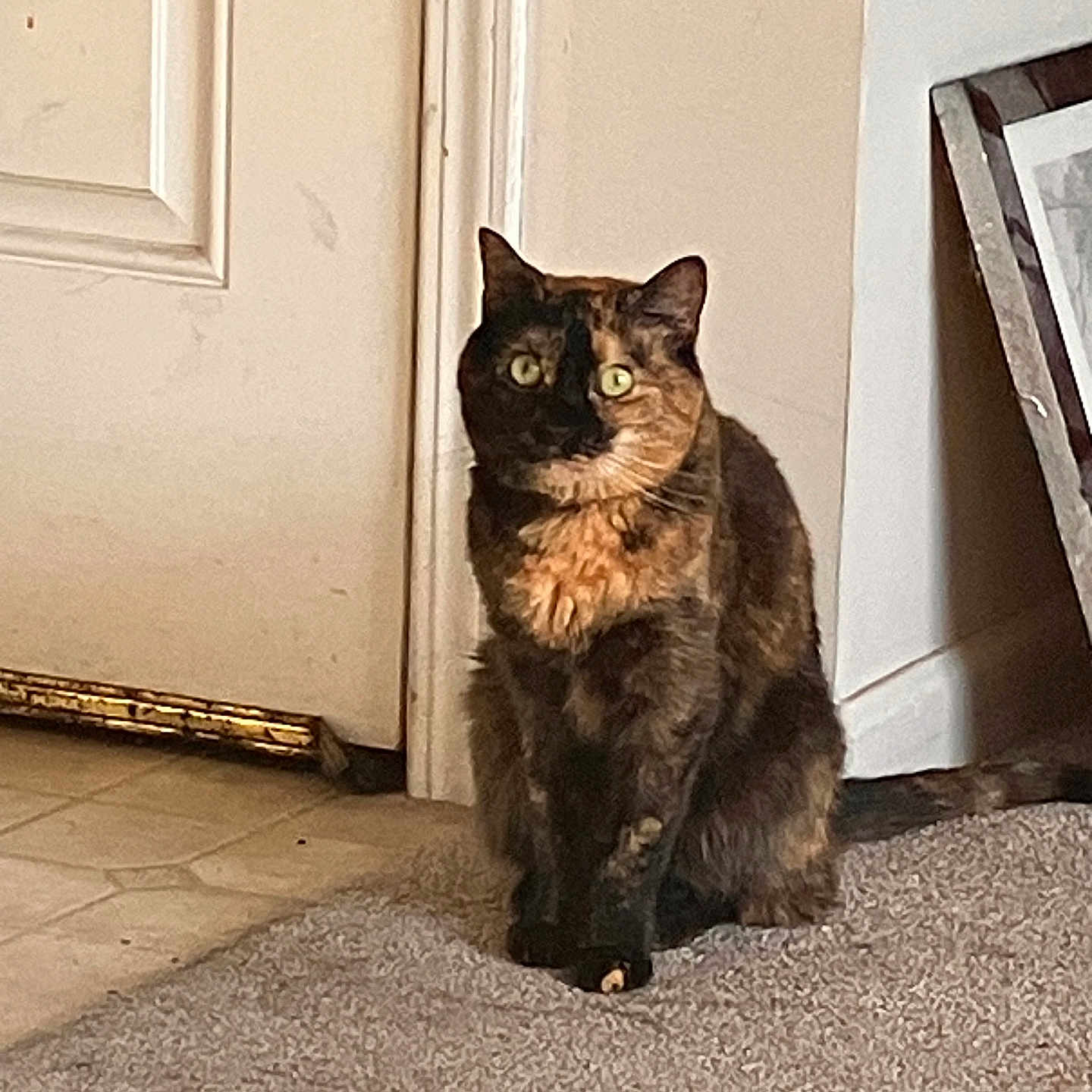 Maggie is registered to the contest to win money with this photo: alert, animal, carpet, cat, curious, domestic, door, feline, floor, fur, green_eyes, household, indoor, pet, portrait, quiet, shadow, sitting, tortoiseshell, whiskers