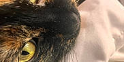 Maggie is registered to the contest to win money with this photo: cat, close_up, face, green_eyes, whiskers, fur, nose, pet, animal, resting, texture, black, brown, yellow, eye_detail, soft, fabric, white, indoor, macro