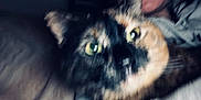 Maggie joined the competition — help win amazing prizes! animal, blur, blurry, cat, close_up, companion, couch, cozy, face_partial, fur, furniture, green_eyes, home, indoor, person, pet, portrait, tortoiseshell_cat, unfocused, whiskers