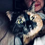 Maggie joined the competition — help win amazing prizes! cat, tortoiseshell_cat, green_eyes, blurry, close_up, person, face_partial, indoor, couch, furniture, pet, animal, fur, whiskers, cozy, home, portrait, companion, blur, unfocused