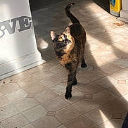 Maggie joined the competition — help win amazing prizes! cat, tortoiseshell, animal, pet, indoor, floor, tile, sunlight, shadow, container, litter, curious, walking, fur, whiskers, ears, eyes, home, domestic, mammal