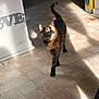 cat, tortoiseshell, animal, pet, indoor, floor, tile, sunlight, shadow, container, litter, curious, walking, fur, whiskers, ears, eyes, home, domestic, mammal