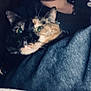 Maggie is registered to the contest to win money with this photo: cat, tortoiseshell, pet, animal, blanket, cozy, green_eyes, fur, indoor, closeup, cute, resting, face, whiskers, ears, dark, soft, comfort, feline, relaxed