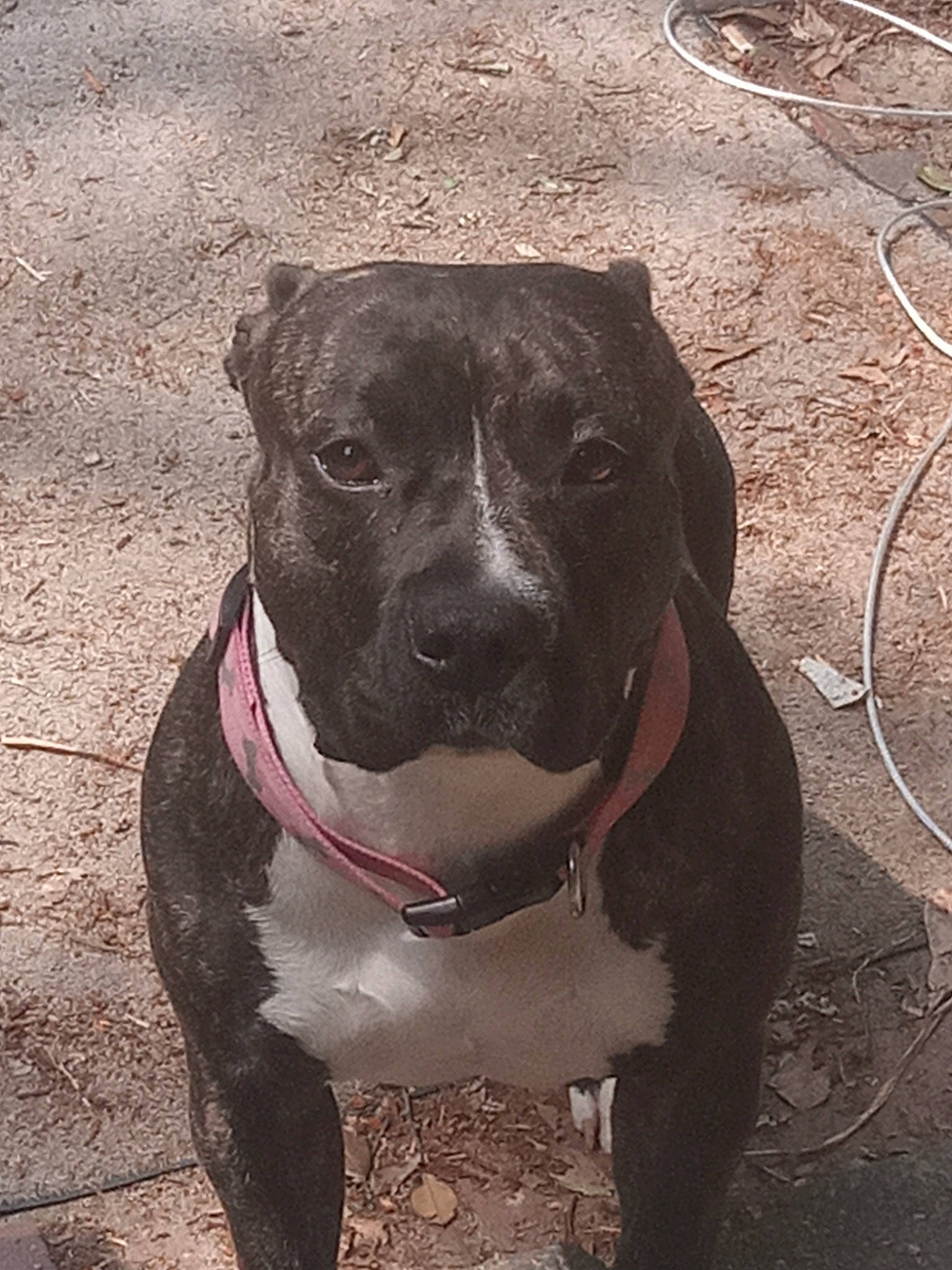 Babygirl is registered to the contest to win money with this photo: canidae, carnivore, collar, companion_dog, dog, dog_breed, dog_collar, fawn, fur, giant_dog_breed, leash, liver, metal, molosser, pet_supply, snout, sporting_group, whiskers, working_animal, working_dog