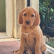 Basile a rejoint le concours — aidez-le/la à gagner de superbes lots ! puppy, dog, brown, sitting, indoor, outdoor, doorway, mat, young, pet, canine, fur, cute, animal, looking, front_view, garden, floor, door_frame, greenery