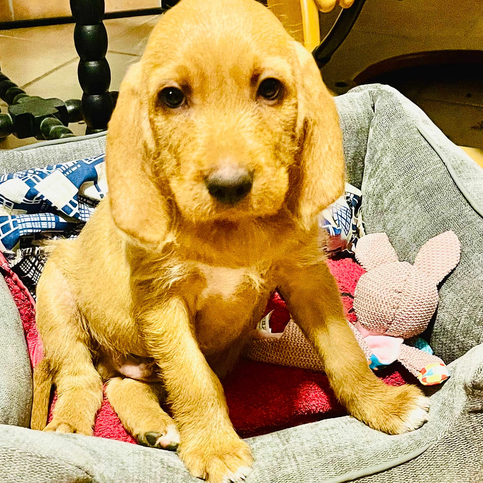 Basile a rejoint le concours — aidez-le/la à gagner de superbes lots ! puppy, dog, pet_bed, toy, knitted_bunny, blanket, indoor, cute, young_dog, home, floor, furniture, brown_dog, animal, companion, domestic_animal, cozy, sitting, looking_at_camera, adorable