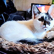 Mickey is registered to the contest to win money with this photo: cat, kitten, black_and_white, fur, whiskers, blanket, cozy, indoor, pet, animal, resting, close_up, texture, home, television, curious, cute, feline, soft, relaxed