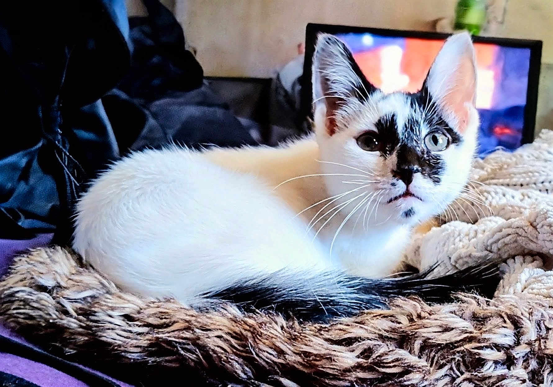 Mickey is registered to the contest to win money with this photo: cat, kitten, black_and_white, fur, whiskers, blanket, cozy, indoor, pet, animal, resting, close_up, texture, home, television, curious, cute, feline, soft, relaxed
