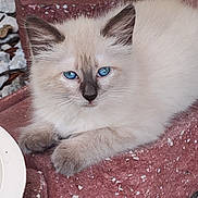 Bailey joined the competition — help win amazing prizes! kitten, cat, blue_eyes, fluffy, fur, brick, resting, outdoor, gravel, leaves, paw, pet, animal, cute, young, whiskers, nose, closeup, small, relaxed