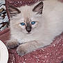 kitten, cat, blue_eyes, fluffy, fur, brick, resting, outdoor, gravel, leaves, paw, pet, animal, cute, young, whiskers, nose, closeup, small, relaxed