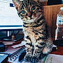 kitten, tabby, cat, notebook, desk, computer, water_bottle, pen, scribbles, green_eyes, curious, indoor, wooden_surface, paper, office, pet, young_animal, feline, cute, domestic