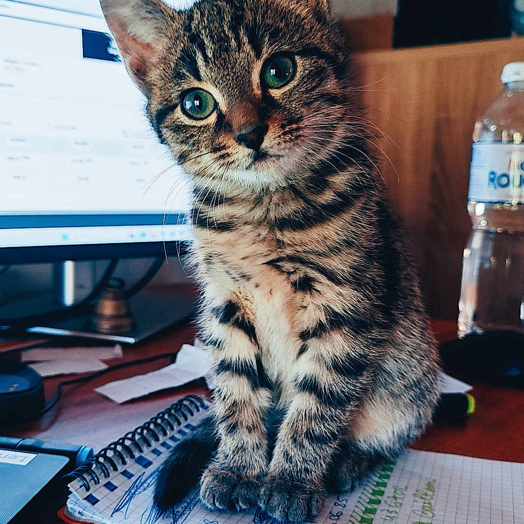 Athéna a rejoint le concours — aidez-le/la à gagner de superbes lots ! cat, computer, curious, cute, desk, domestic, feline, green_eyes, indoor, kitten, notebook, office, paper, pen, pet, scribbles, tabby, water_bottle, wooden_surface, young_animal