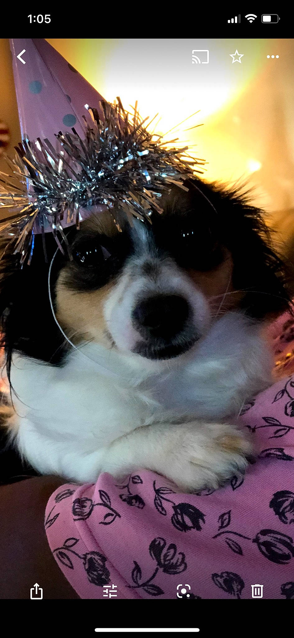 Pepper is registered to the contest to win money with this photo: canidae, carnivore, companion_dog, dog, dog_breed, fur, non_sporting_group, pet_supply, pink, puppy, snout, sporting_group, toy_dog, vertebrate, whiskers, working_animal, working_dog