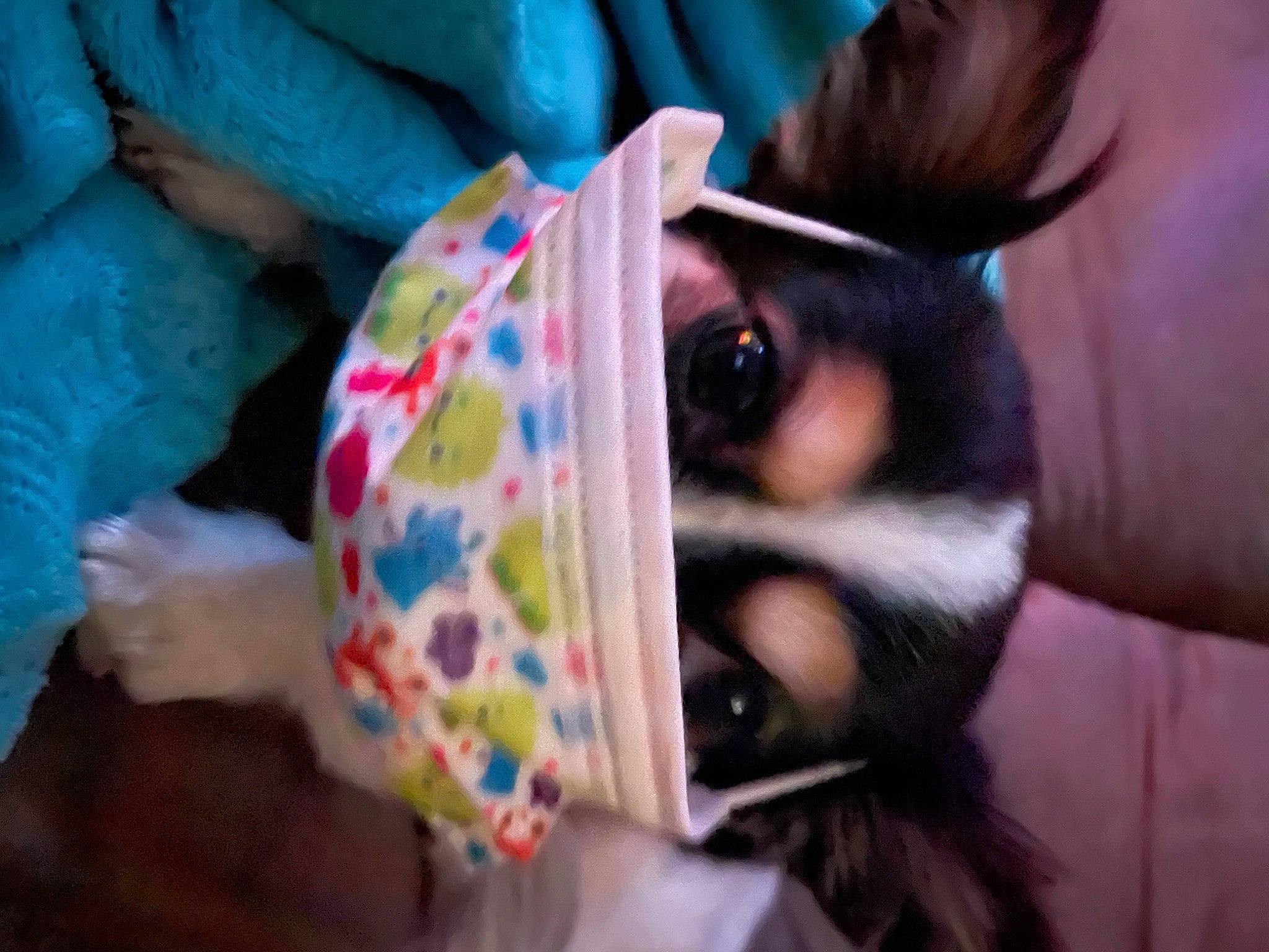 Pepper joined the competition — help win amazing prizes! costume_accessory, dog_breed, fur, snout